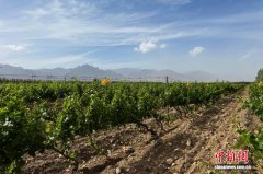 宁夏贺兰山东麓上线15场葡萄酒主题活动 开启夏日紫色文旅盛宴